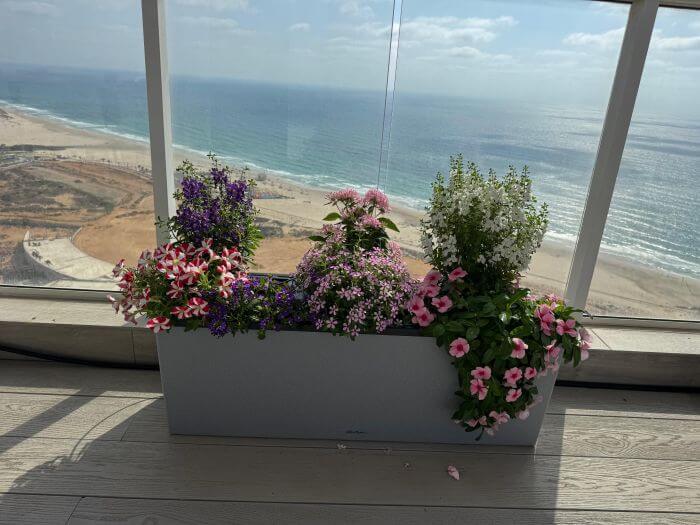 צמחים במרפסת.jpg צמחים במרפסת