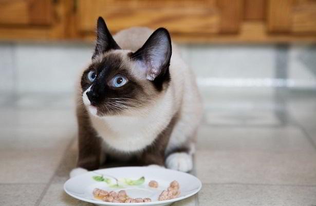 חתול סיאמי עם עיניים כחולות