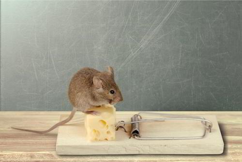 עכבר אוכל גבינה במלכודת בלי להיתפס