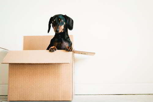 כלב בתוך קופסה במעבר דירה