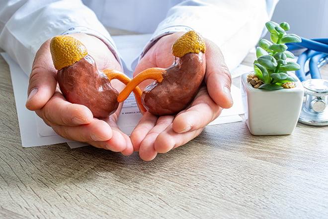 נפרולוגים
